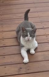 Reunited Male Cat last seen Arbor Crest Subdivision Buies Creek NC, Harnett County, NC 27546