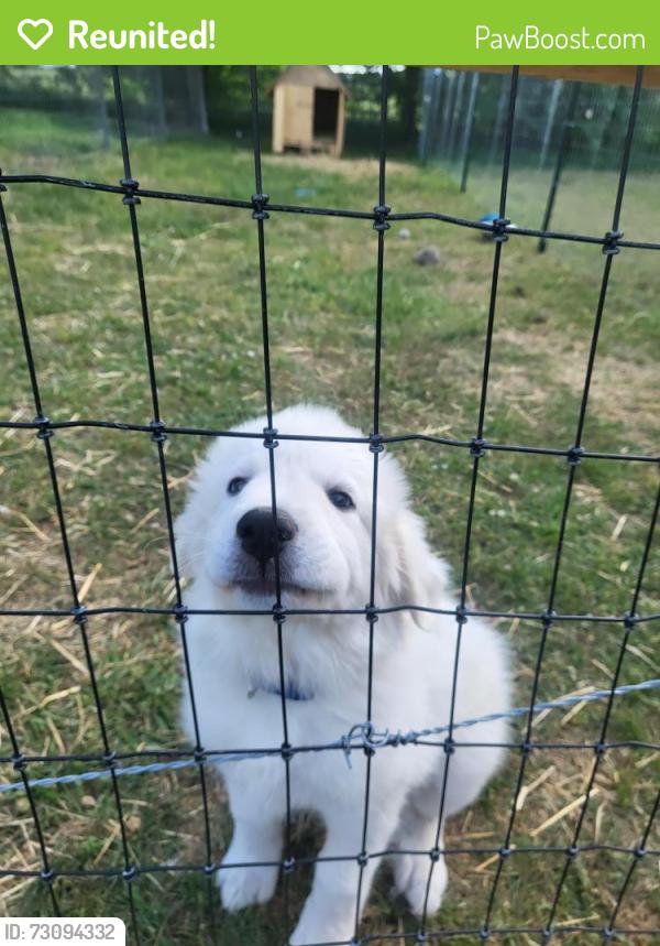Reunited Male Dog last seen Young rd, Wilson County, TN 37184