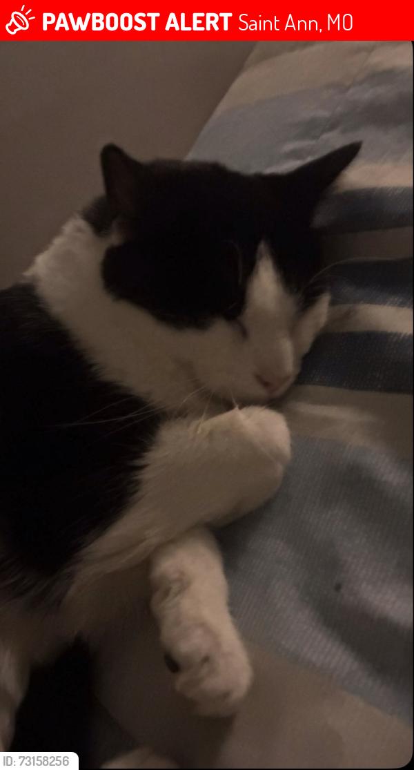 Lost Female Cat last seen St joan Ln St Artur Ln, Saint Ann, MO 63074