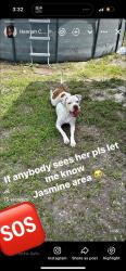 Reunited Female Dog last seen Amadeus Dr and Mimosa, Bayonet Point, FL 34668
