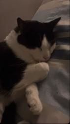 Lost Female Cat last seen St joan Ln St Artur Ln, Saint Ann, MO 63074