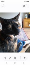 Reunited Female Cat last seen Tunstall Lane and Bel Vue Street near Ravine club, Pemberton, England WN5 9HE