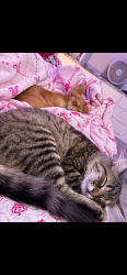 Lost Female Cat last seen Town talk, Fort Worth, TX 76111