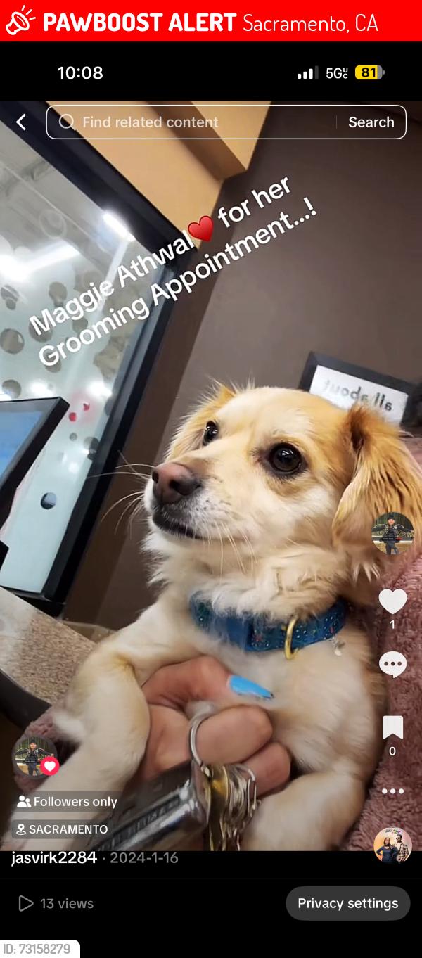 Lost Female Dog last seen Circle, Sacramento, CA 95834
