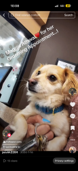 Lost Female Dog last seen Circle, Sacramento, CA 95834