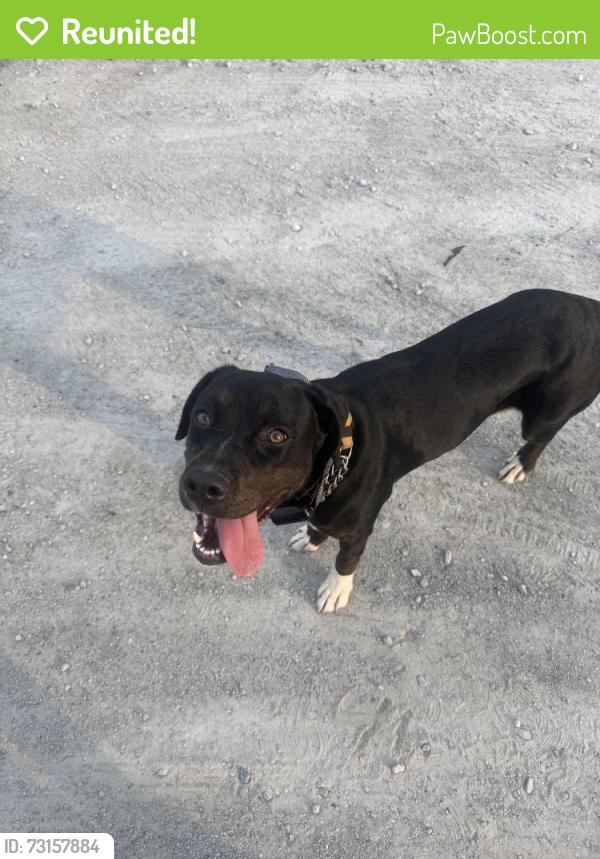 Reunited Female Dog last seen Madeline Farms, New Bern, NC 28560
