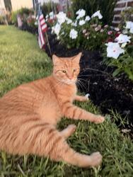 Lost Male Cat last seen West Friendswood 17600 County Road 125, Pearland, TX 77581