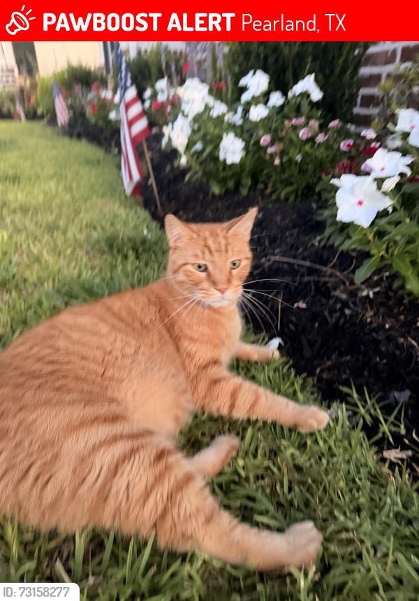 Lost Male Cat last seen West Friendswood 17600 County Road 125, Pearland, TX 77581