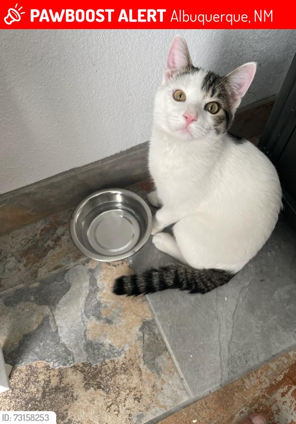 Lost Male Cat last seen Near Saratoga Dr NW, Albuquerque, NM 87120