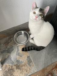 Lost Male Cat last seen Near Saratoga Dr NW, Albuquerque, NM 87120