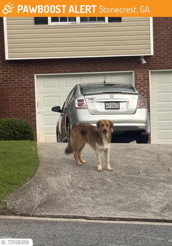 Found/Stray Male Dog last seen Near berline dr, Stonecrest, GA 30038