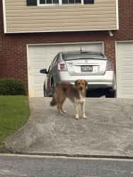 Found/Stray Male Dog last seen Near berline dr, Stonecrest, GA 30038