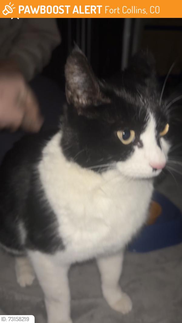 Found/Stray Female Cat last seen king soopers, Fort Collins, CO 80521