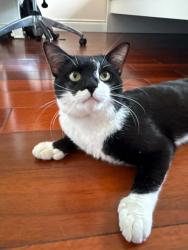 Reunited Male Cat last seen Palgrave Road (Confederation and Central Parkway), Mississauga, ON 