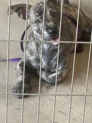Found/Stray Male Dog last seen Near & Hazelwood Ave, Phoenix, AZ 85037