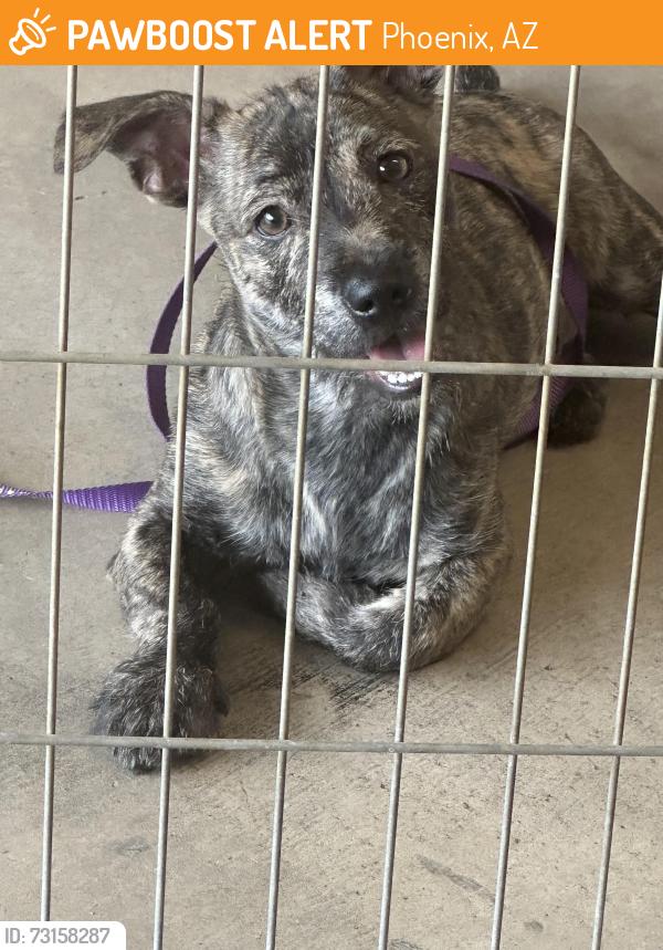 Found/Stray Male Dog last seen Near & Hazelwood Ave, Phoenix, AZ 85037