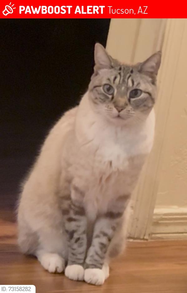 Lost Male Cat last seen Camino Seco and Wrightstown (Wrightstown ranch Neighborhood), Tucson, AZ 85715