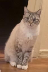 Lost Male Cat last seen Camino Seco and Wrightstown (Wrightstown ranch Neighborhood), Tucson, AZ 85715