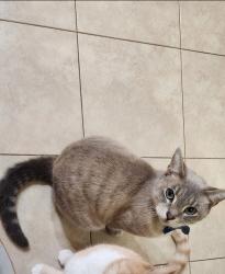 Lost Male Cat last seen Cold Spring Fire Department, Cold Spring, KY 41076