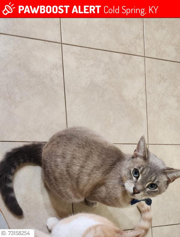 Lost Male Cat last seen Cold Spring Fire Department, Cold Spring, KY 41076