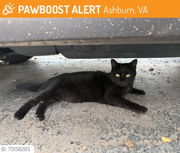 Found/Stray Female Cat last seen Kings crossing terrace, Ashburn, VA 20147