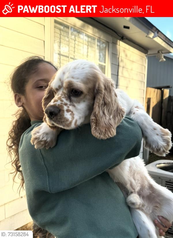 Lost Male Dog last seen Mt peasant neighborhood, Jacksonville, FL 32225