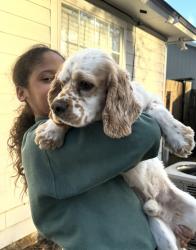Lost Male Dog last seen Mt peasant neighborhood, Jacksonville, FL 32225