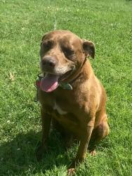 Reunited Male Dog last seen Harry & Greenwich, Wichita, KS 67207