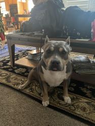 Reunited Female Dog last seen Carroll white drive, Indianapolis, IN 46219