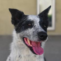 Shelter Stray Female Dog last seen , 3173 K-68 Hwy, Ottawa, KS 66067, USA