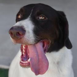Shelter Stray Male Dog last seen , 3173 K-68 Hwy, Ottawa, KS 66067, USA