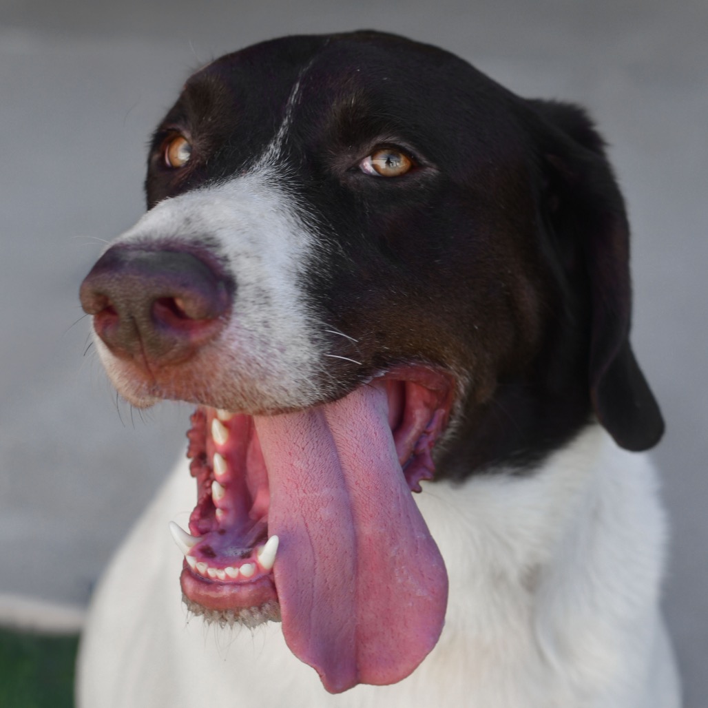 Shelter Stray Male Dog last seen , 3173 K-68 Hwy, Ottawa, KS 66067, USA
