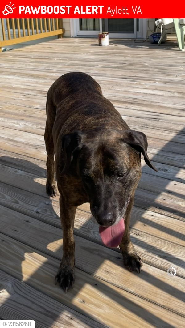 Lost Female Dog last seen At home in the yard 350 Sapling Lane, Aylett, VA, Aylett, VA 23009