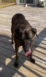 Lost Female Dog last seen At home in the yard 350 Sapling Lane, Aylett, VA, Aylett, VA 23009