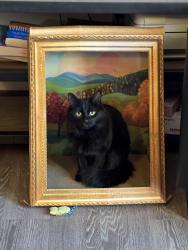Lost Female Cat last seen Bonniebrook Dr and Top o Hill, Akron, OH 44333