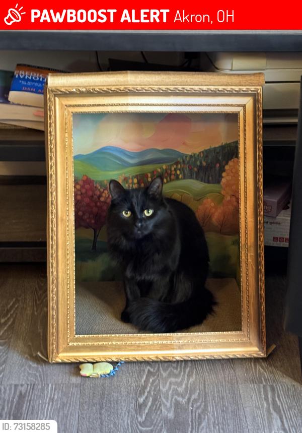 Lost Female Cat last seen Bonniebrook Dr and Top o Hill, Akron, OH 44333