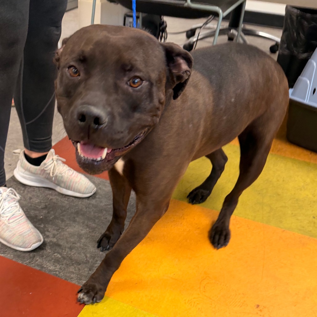 Shelter Stray Female Dog last seen , Animal Care & Control Team of Philly, 111 W Hunting Park Ave, Philadelphia, PA 19140, USA