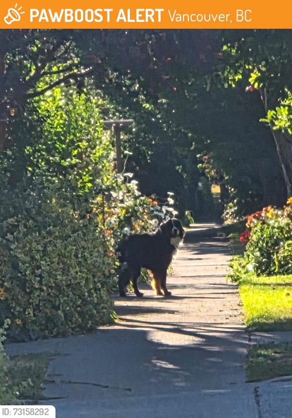Found/Stray Unknown Dog last seen Cartier Park, 37th & Prince Edward, Vancouver, BC 