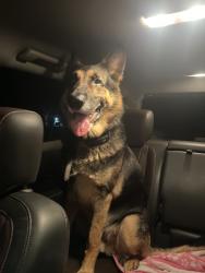 Reunited Male Dog last seen 47th Ave, Vero Beach, FL, USA, Vero Beach, FL 32960