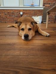 Reunited Female Dog last seen Near Oak St, Jersey City, NJ 07304, USA, Jersey City, NJ 07304
