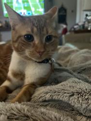 Lost Male Cat last seen Hwy 27 alexis, Gaston County, NC 28034