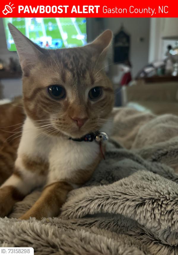 Lost Male Cat last seen Hwy 27 alexis, Gaston County, NC 28034