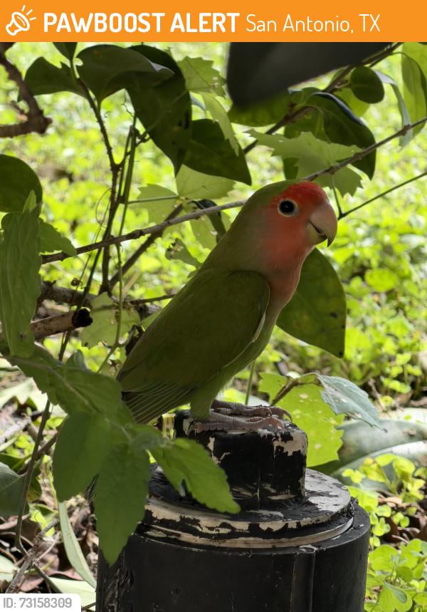 Found/Stray Unknown Bird last seen Celtic Corner and Julian’s Cove, San Antonio, TX 78244