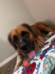 Reunited Female Dog last seen Cedarbrook dr, Danville, VA 24541