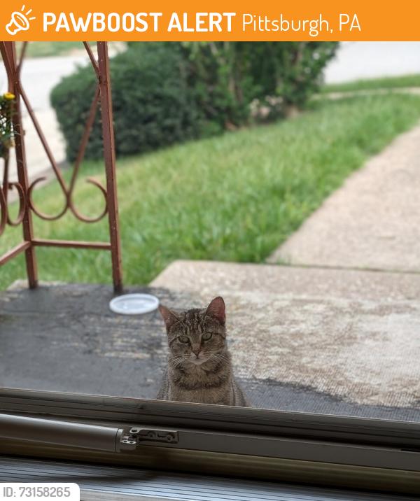 Found/Stray Unknown Cat last seen Near Elaine dr, Pittsburgh, PA 15236