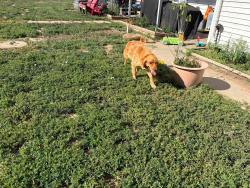 Reunited Female Dog last seen CR 53 and CR 70, Gill, CO 80624