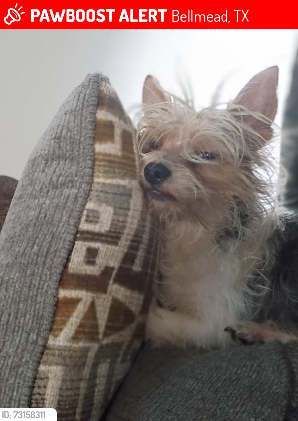 Lost Male Dog last seen Lakeshore Dr, Bellmead, TX 76705