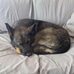 Reunited Male Dog last seen 23 Mile Road and Donner, Chesterfield, MI 48047