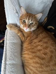 Reunited Male Cat last seen Near K st, Washougal, WA 98671