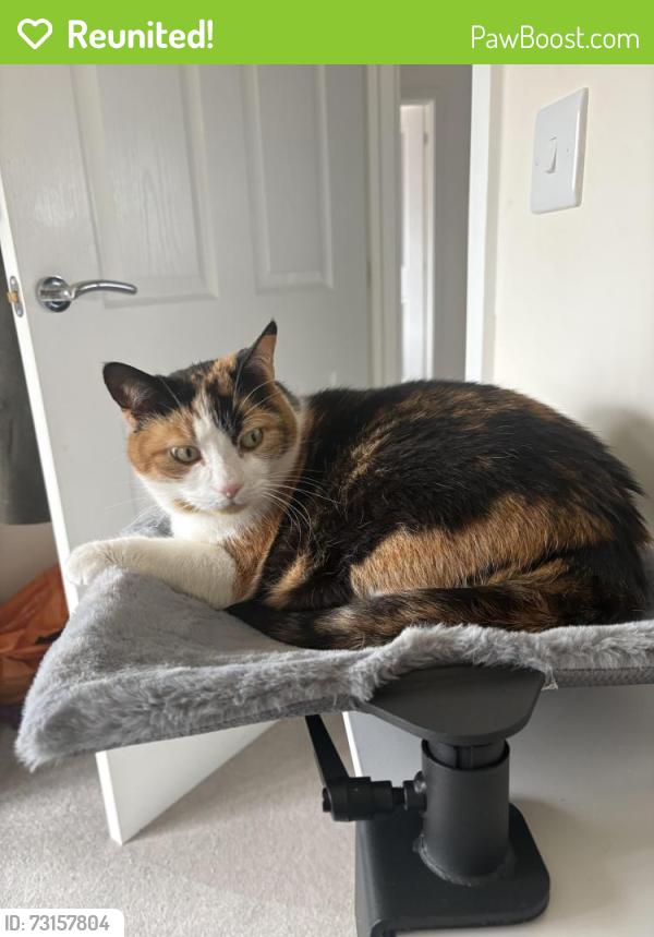 Reunited Female Cat last seen Redfox gardens cambuslan, Cambuslang, Scotland G72 6AQ